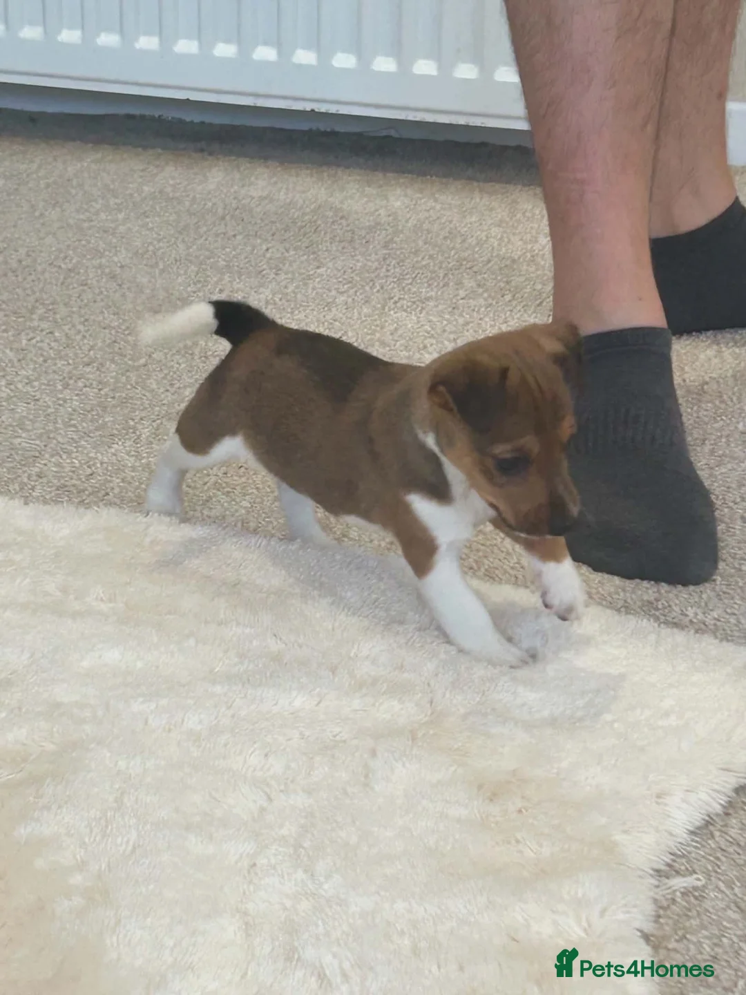 Jack Russell dogs for sale: Jack Russell  - Advert 8