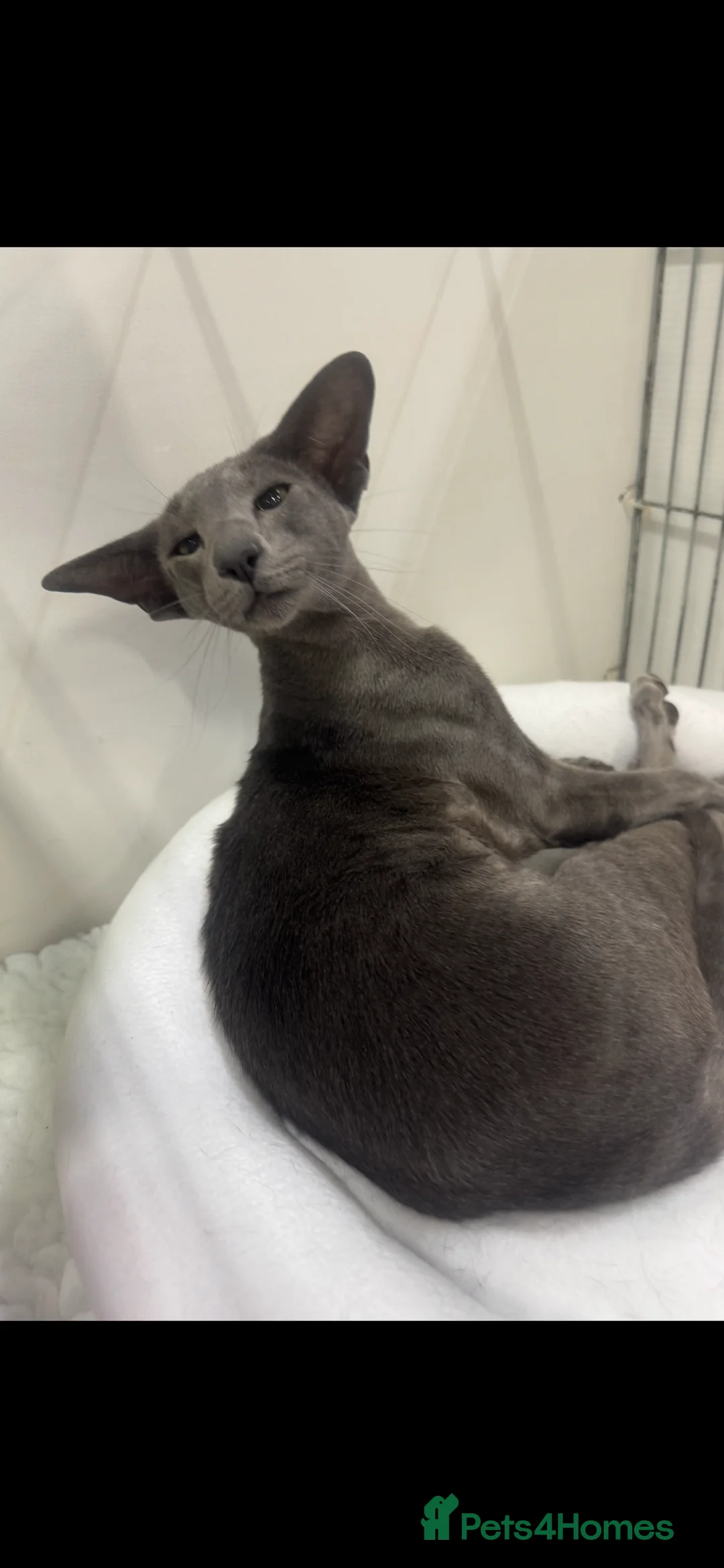 Oriental cats for sale: Stunning Gccf registered blue oriental boy  - Advert 1