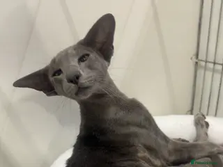 Oriental cats Stunning Gccf registered blue oriental boy - Advert 3