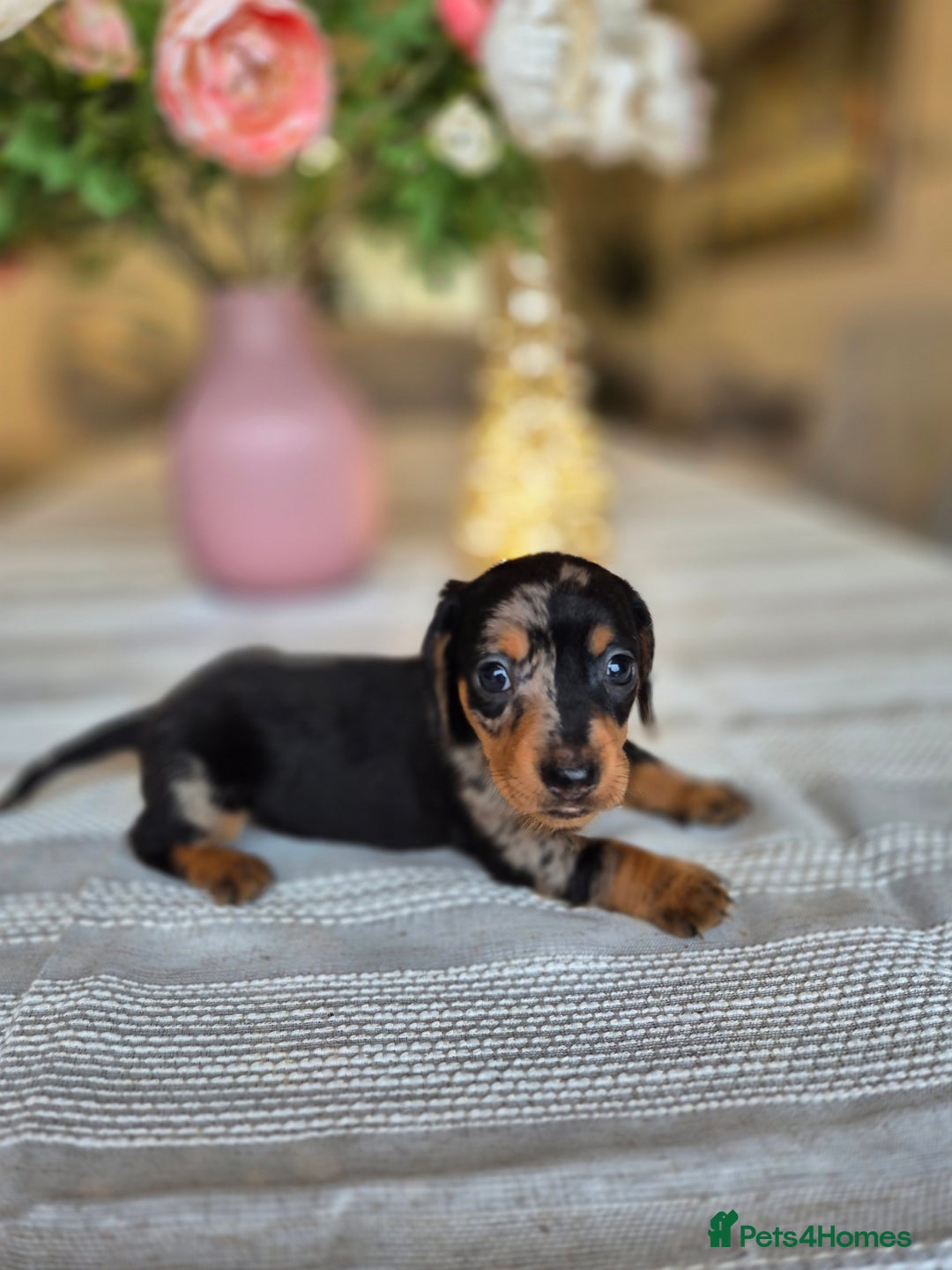 Dachshund dogs for sale: 💙Miniature Dachshund puppies! First litter!🩷  - Advert 20