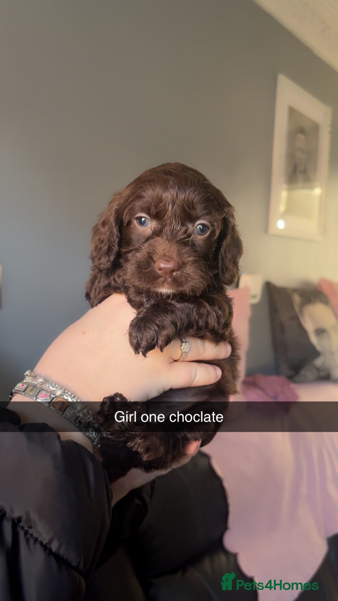 Cockapoo dogs for sale: 7 Gorgeous cockapoos! - Advert 2