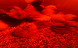 Chickens poultry for sale: Day old chicks - Image 15