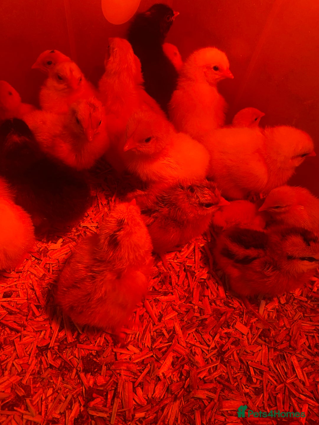 Chickens poultry for sale: Day old chicks - Image 15