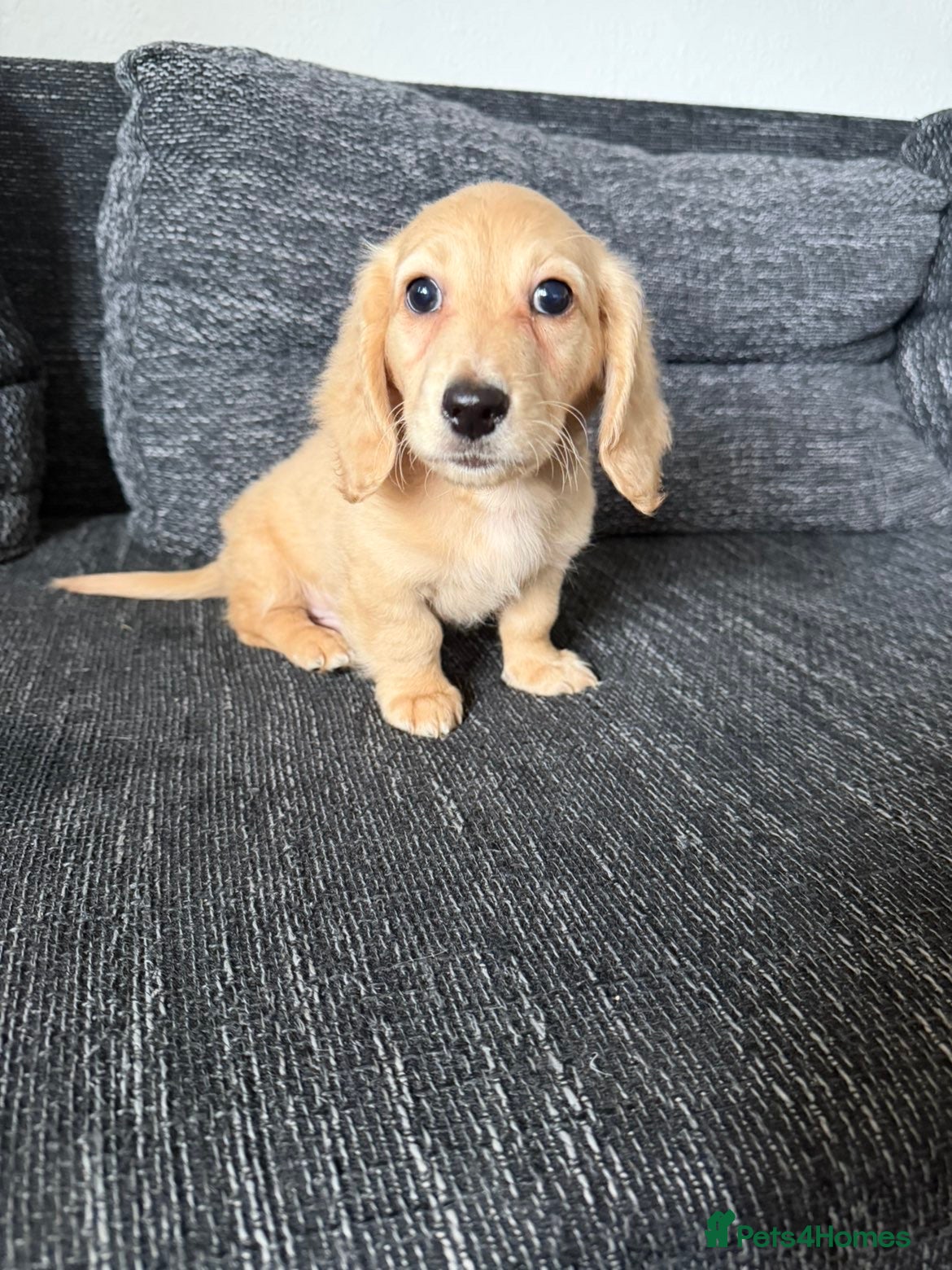 Dachshund dogs Cream mini long haired dachshund puppies - Advert 19