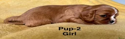 Cavalier King Charles Spaniel dogs for sale: Choc & Tan carriers - CKC Spaniel Puppies - Advert 23