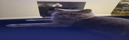 British Shorthair cats for sale: British shorthair X Scottish fold  - Advert 16