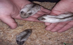 Hamster rodents for sale: Baby Chinese hamsters ready now  - Image 14