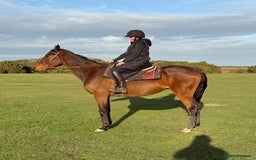 Irish Thoroughbred horses for sale: Easy Going Gelding  - Image 3