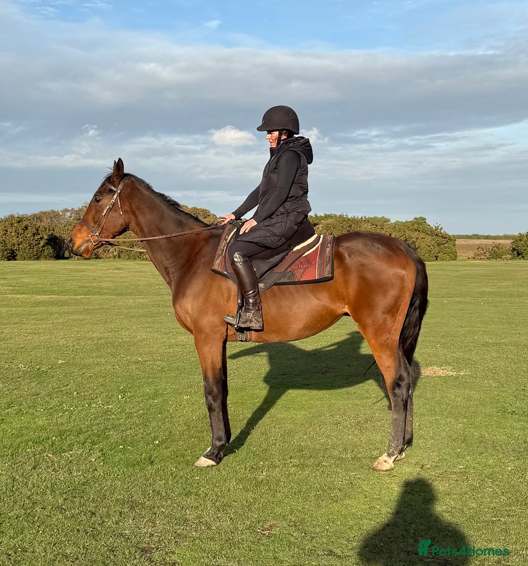 Irish Thoroughbred horses for sale: Easy Going Gelding  - Image 3