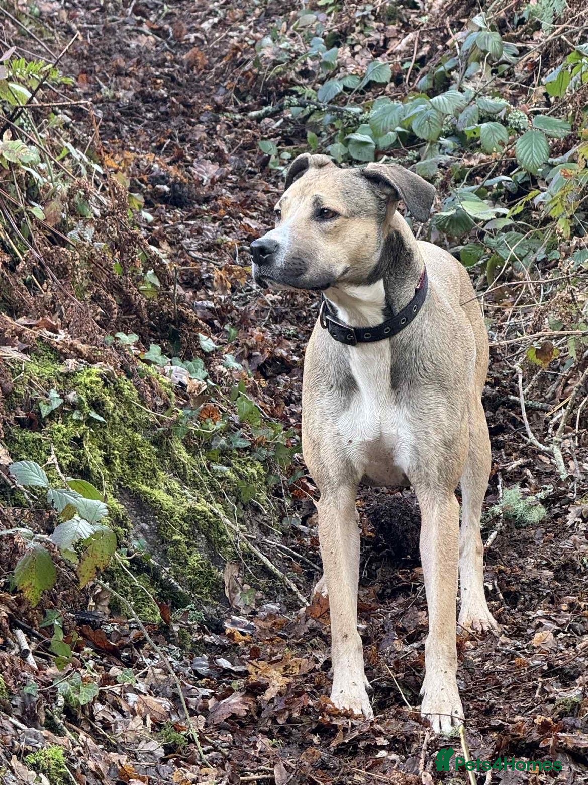 Mixed Breed dogs Cane corso x Labrador ready now!  - Advert 2