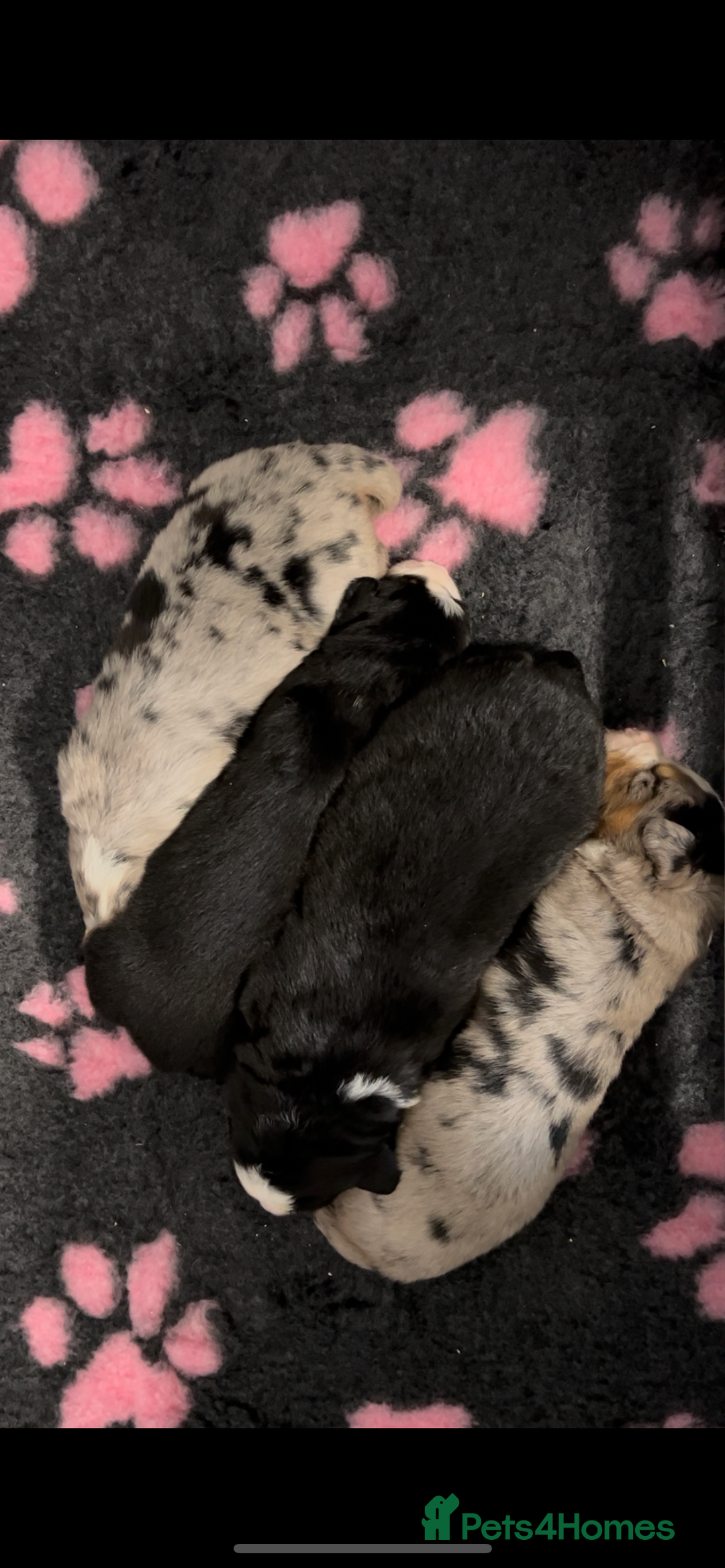 Mixed Breed dogs for sale: Merle & Tricolour Australian Mountain Dog Puppies - Image 7