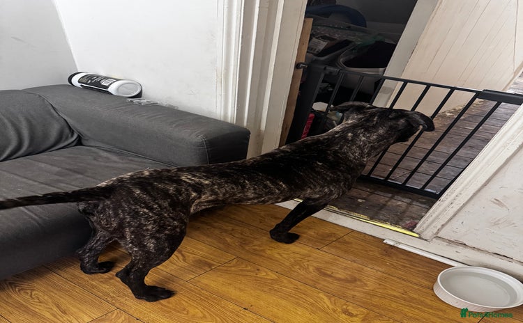 Cane Corso dogs - Advert 16