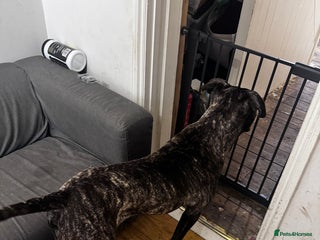 Cane Corso dogs for sale - Advert 1