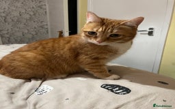 Munchkin cats for sale: Rehoming Male Cat – Quiet Home Needed  - Image 4