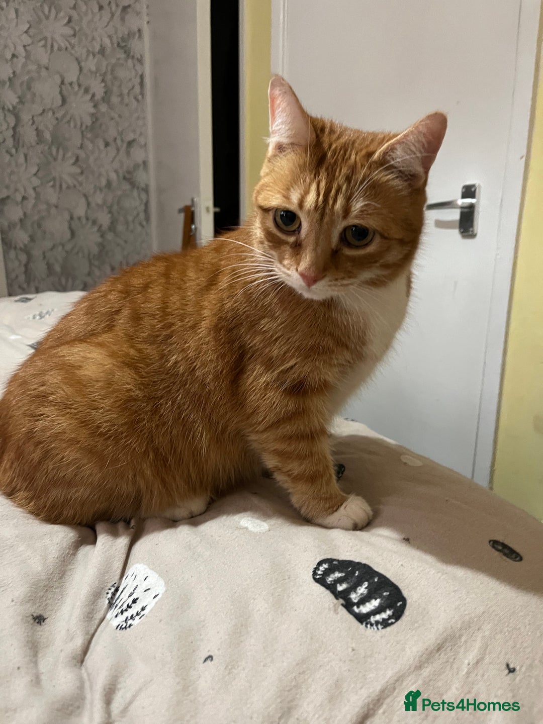 Munchkin cats for sale: Rehoming Male Cat – Quiet Home Needed  - Image 4