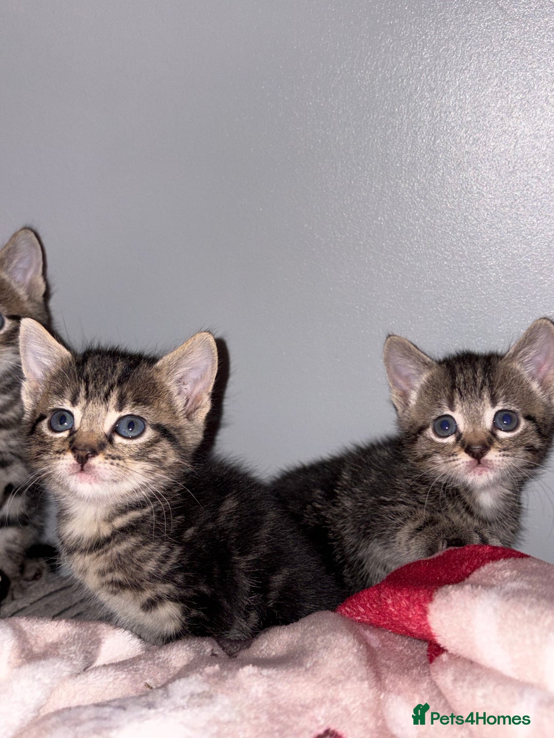 Domestic Shorthair cats for sale: 4 gorgeous Tabby kittens ready 26-1-26 - Advert 3