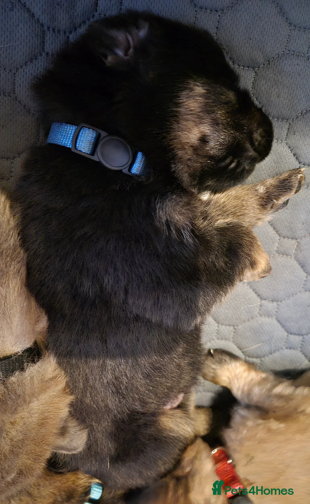 German Shepherd dogs for sale: German shepherd puppies - Advert 8