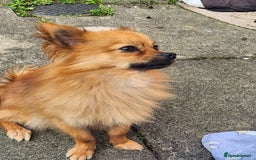 Pomchi dogs for sale: Handsome full breed pomchi  - Image 1