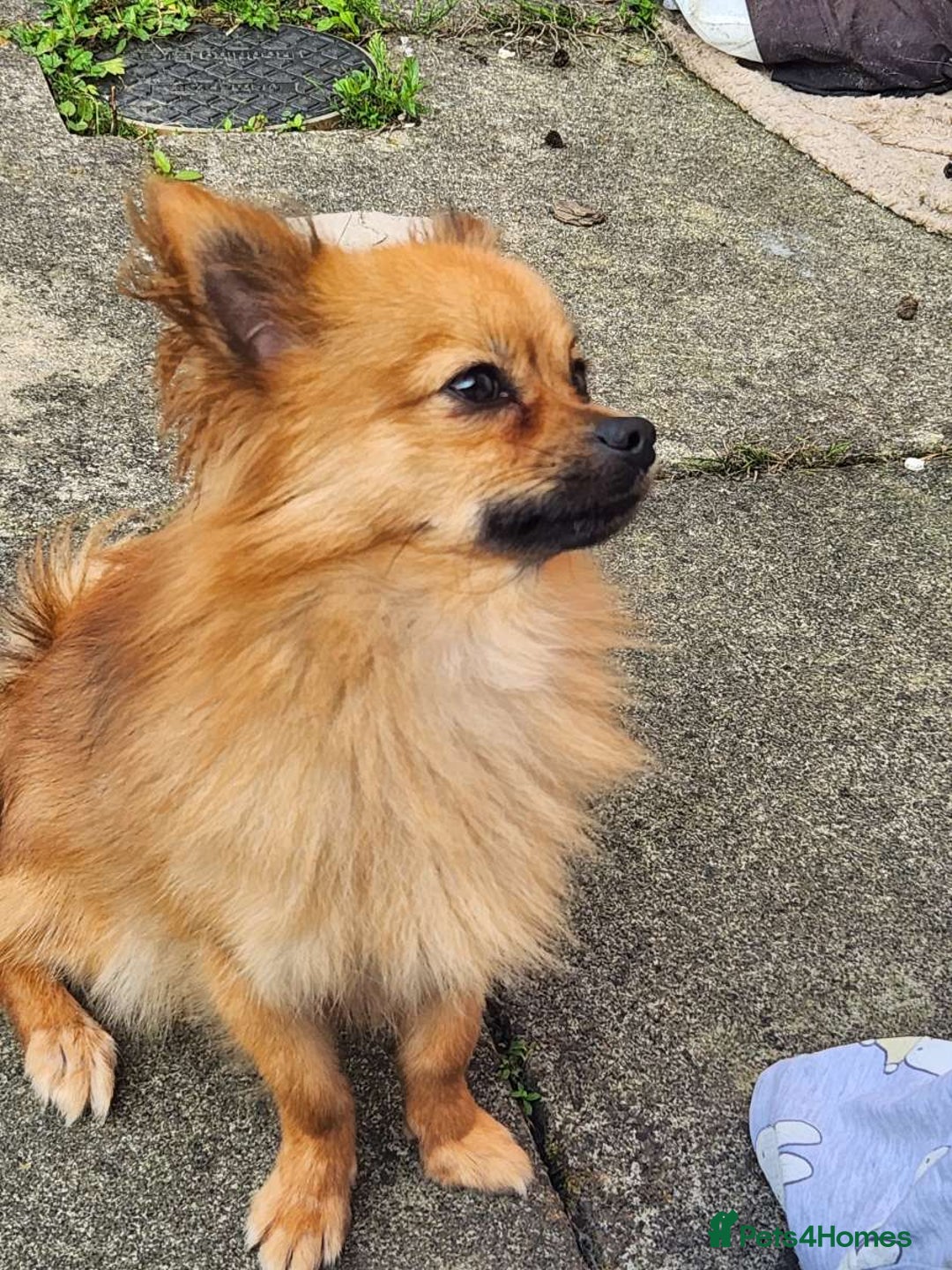 Pomchi dogs for sale: Handsome full breed pomchi  - Image 1
