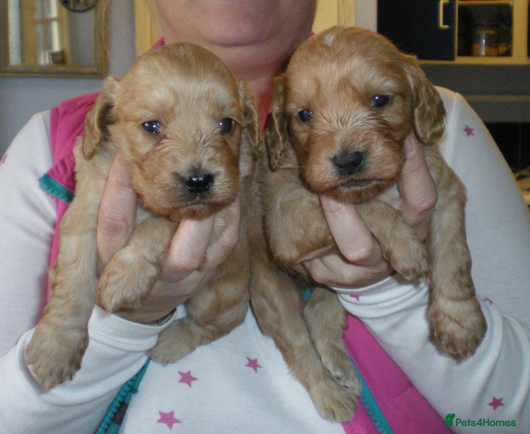 Cocker Spaniel dogs for sale: KC reg working cocker spaniel - Advert 5