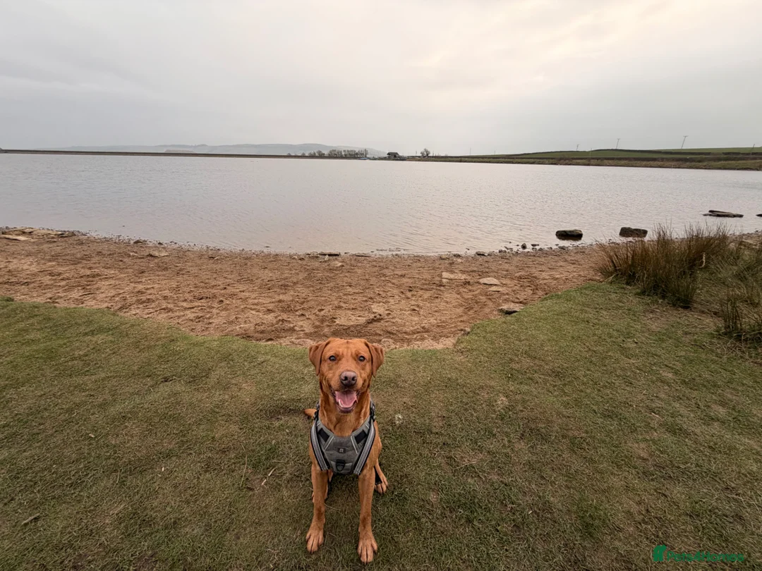 Cockerdor dogs for sale: Cockador Puppies - confirmed pregnancy. 🐾 in Skipton - Advert 3