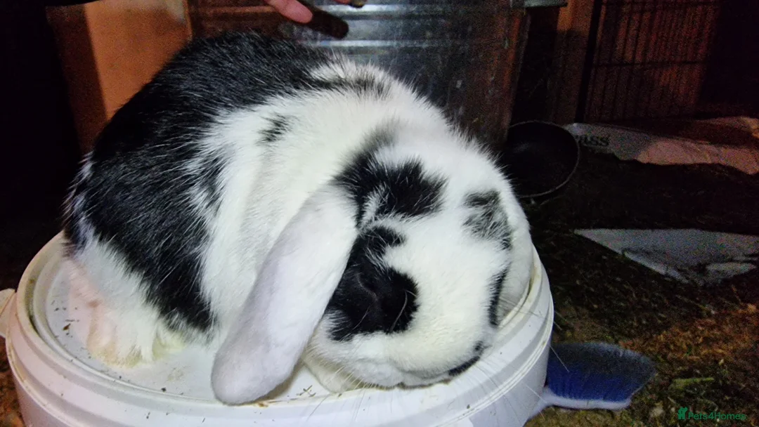 Mini Lop rabbits for sale: Mini lop babies - Advert 3
