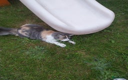 Mixed Breed cats for sale: Lovely kittens looking for homes! - Image 2