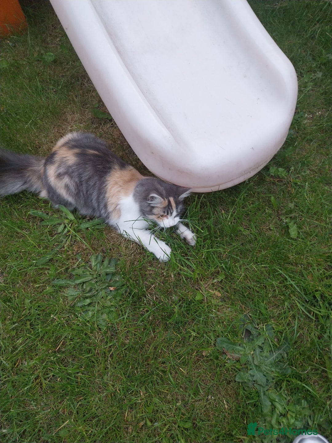 Mixed Breed cats for sale: Lovely kittens looking for homes! - Image 2