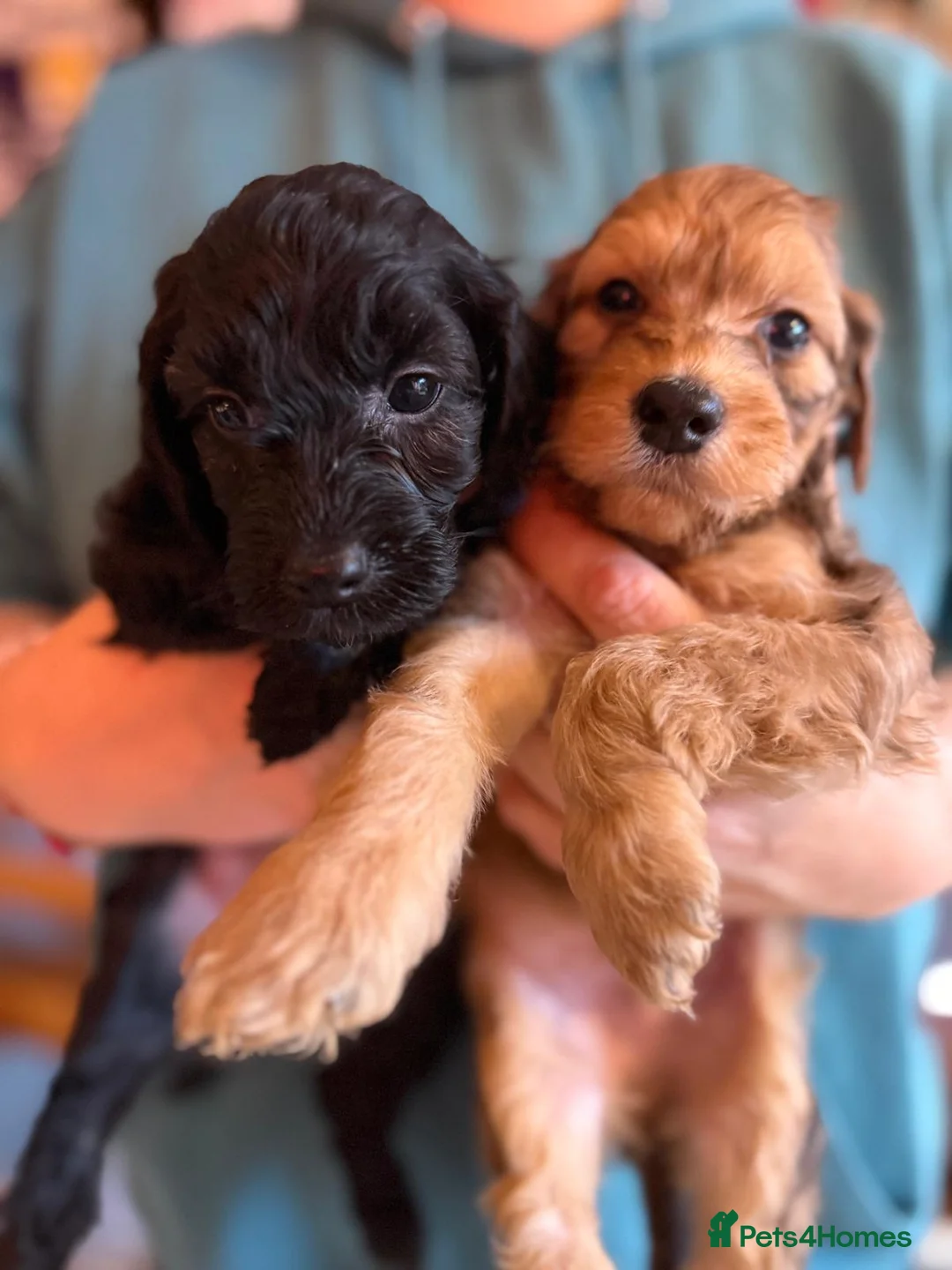 Irish Doodle dogs for sale: Irish Doodles (Mini)  - Advert 1