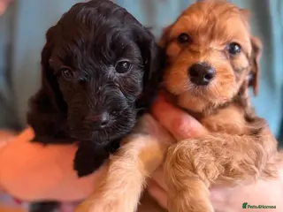 Irish Doodle dogs Irish Doodles (Mini) - Advert 1