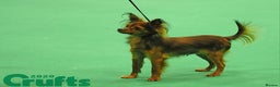 Russian Toy Terrier dogs for sale: Gorgeous boy puppy  - Advert 2