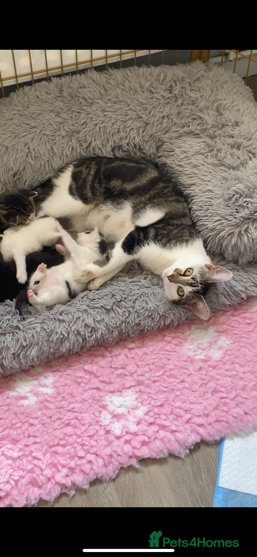 Mixed Breed cats Beautiful mixed breed kittens  - Advert 1