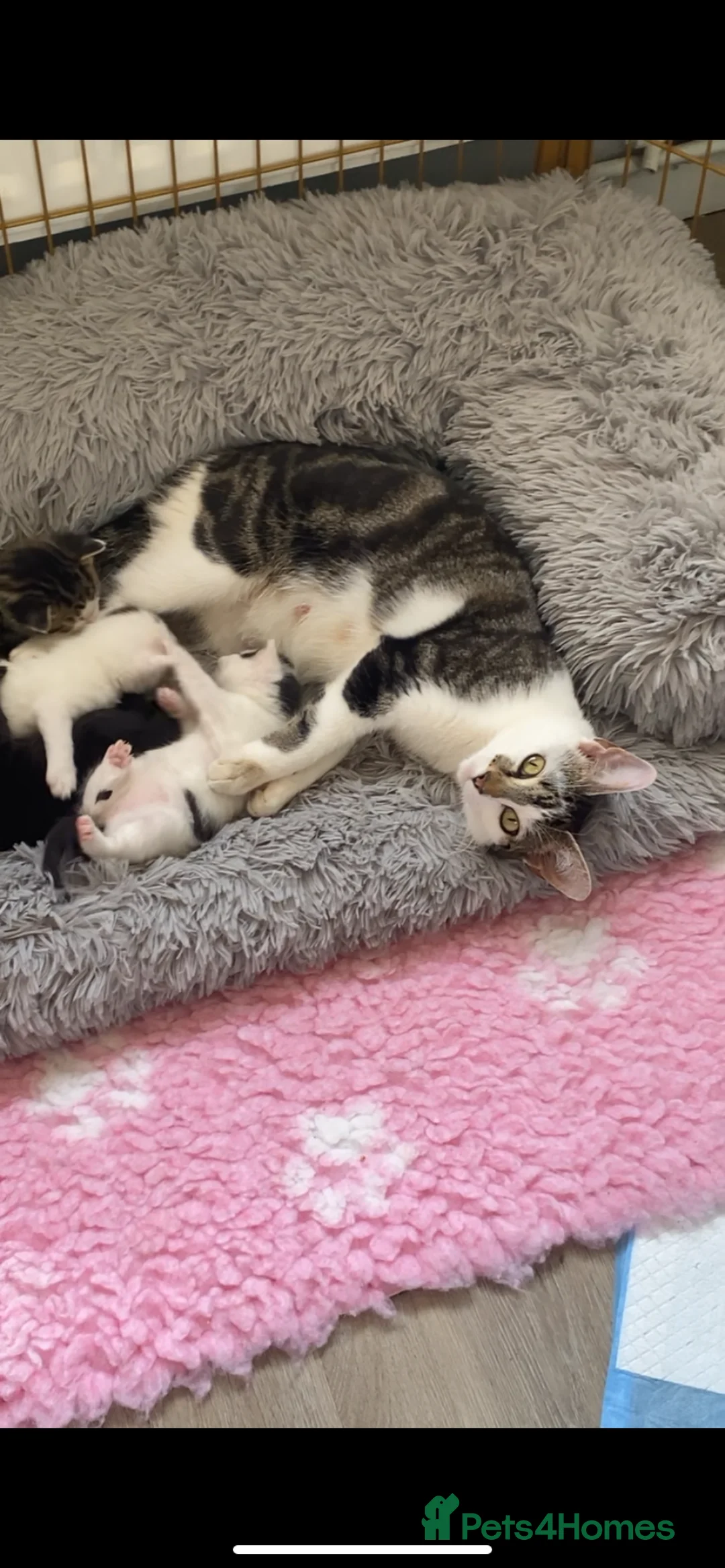 Mixed Breed cats for sale: Beautiful mixed breed kittens  - Advert 1