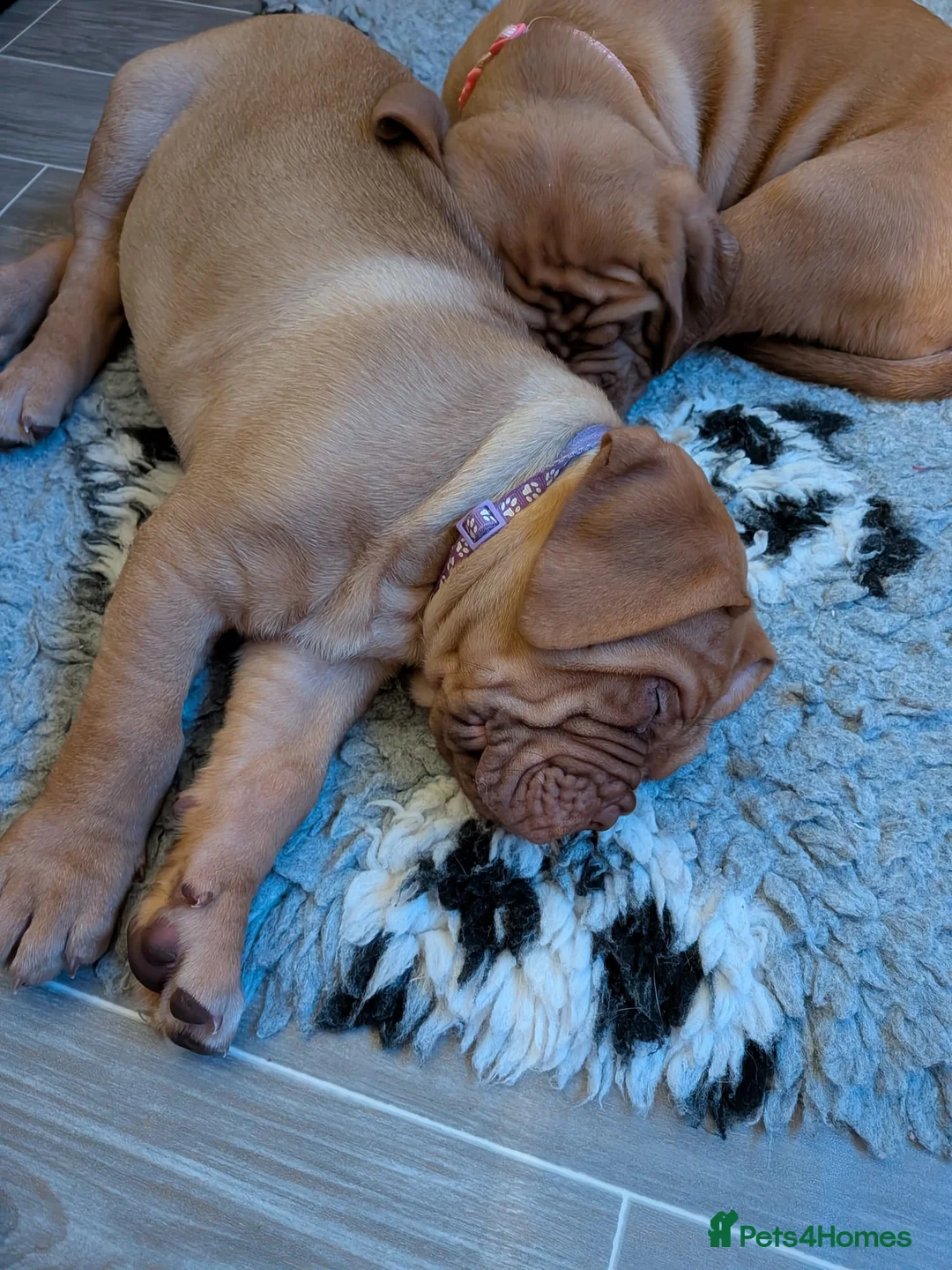 Dogue De Bordeaux dogs for sale: Pedigree chunky pups ready on Tuesday  - Advert 7