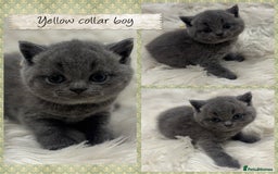 British Shorthair cats for sale: 🩶Adorable & chunky GCCF Bsh kittens🩶 - Image 2