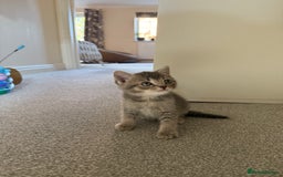 British Shorthair cats for sale: BSH X Scottish  - Image 9