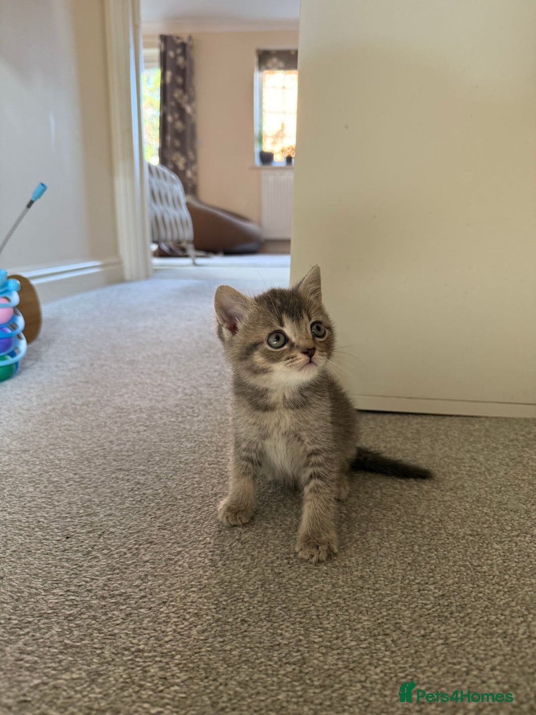 British Shorthair cats for sale: BSH X Scottish  - Image 9