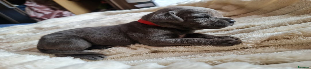 Cane Corso Puppy 2