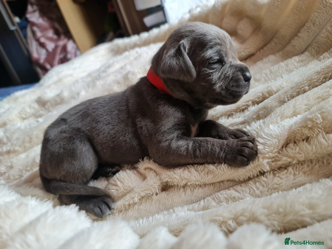 Cane Corso dogs for sale: Cane corso puppies  - Image 19