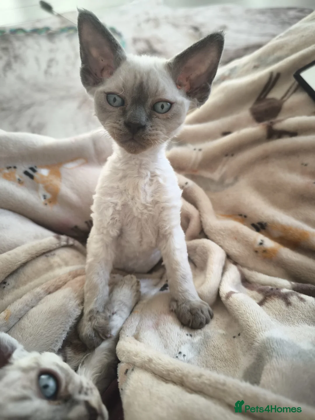 Devon Rex cats for sale: Devon Rex💕Blue Point Lynx Girl🩷 - Advert 39