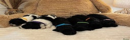 Sproodle dogs for sale: 2x cocker sproodle puppies remaining- ready 16/12 - Advert 11