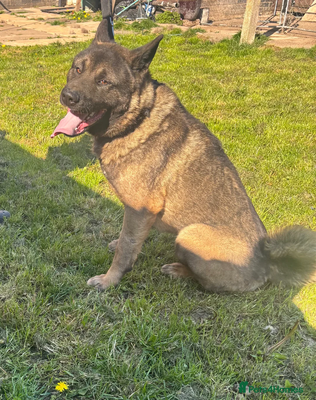 Akita dogs for sale: 1 year old male American Akita  - Advert 2