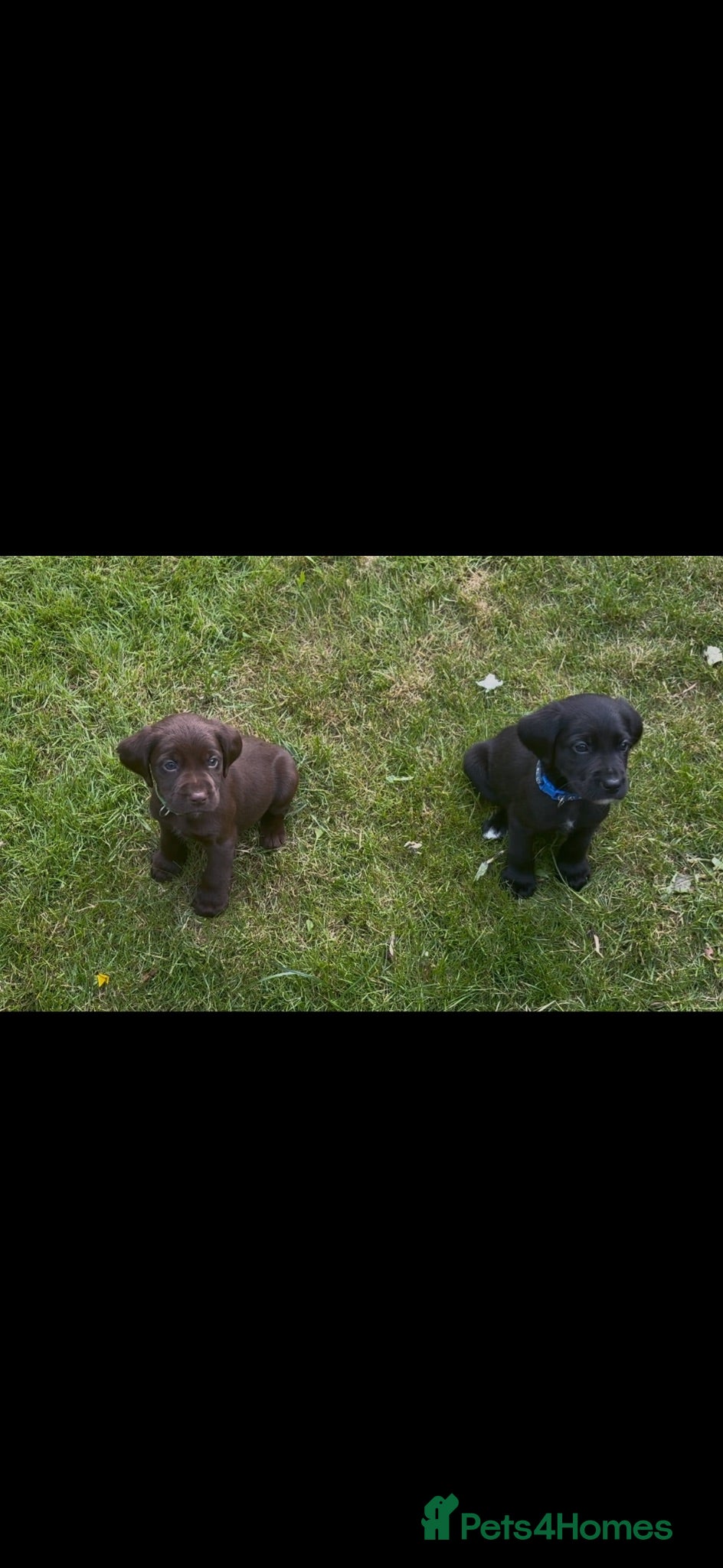 Cockerdor dogs LAST 3 BOYS Working Cockador Pups chocolate black  - Advert 1