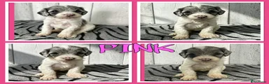 Pink Collar