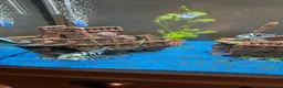 Cichlids fish for sale: XL polar parrot cichlids in Ebbw Vale - Advert 1