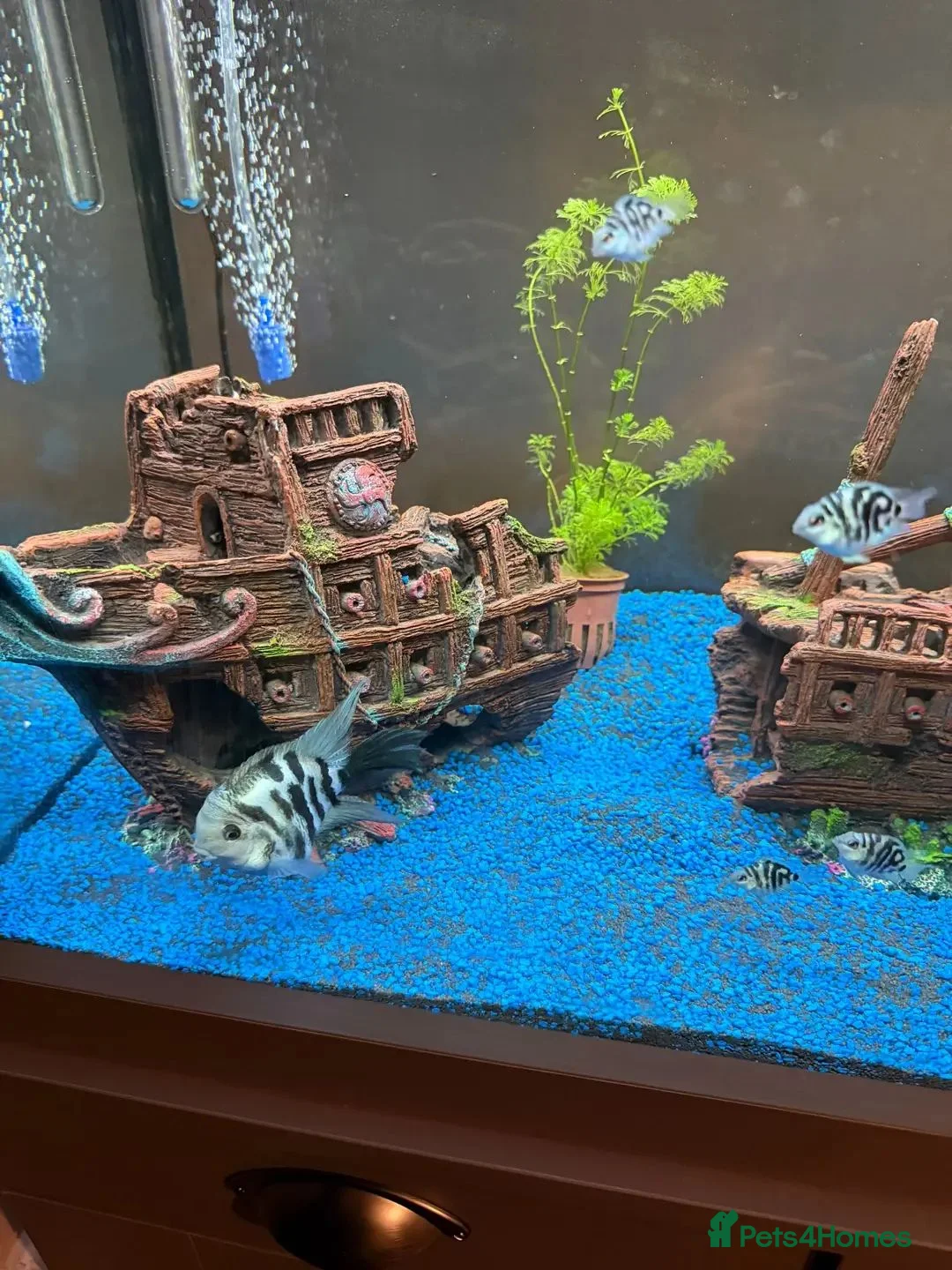 Cichlids fish for sale: XL polar parrot cichlids in Ebbw Vale - Advert 1