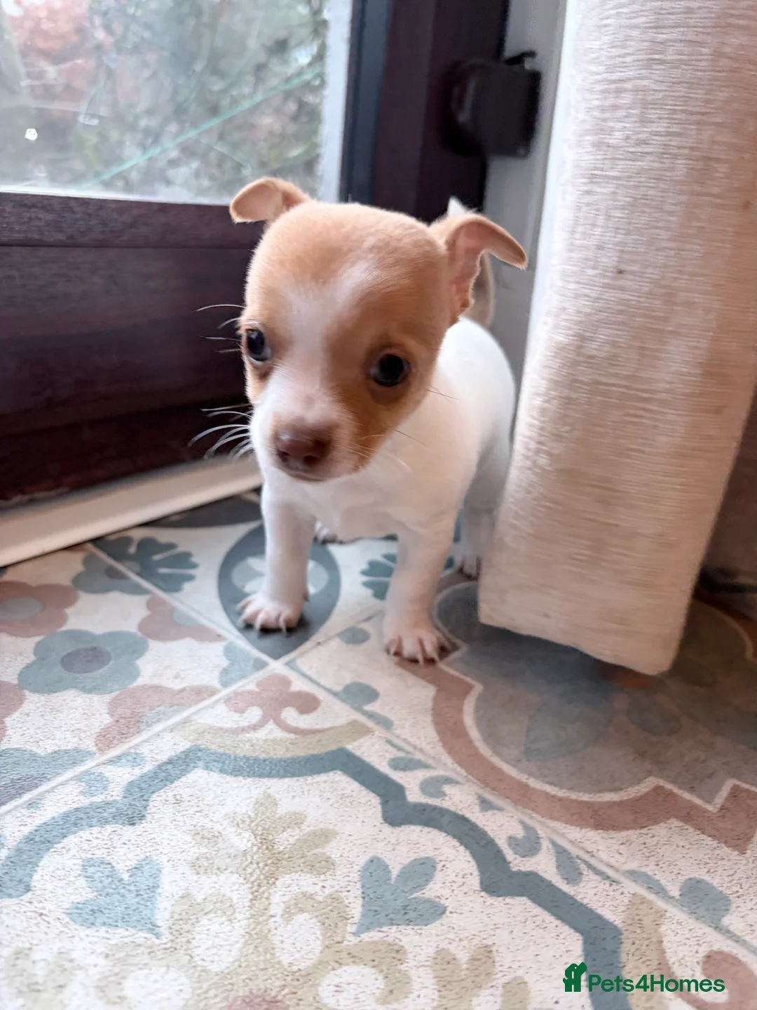 Mixed Breed dogs for sale: Chi-Jack-Weenie puppies - Advert 22