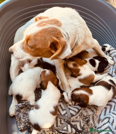 Parson Russell dogs - Advert 1