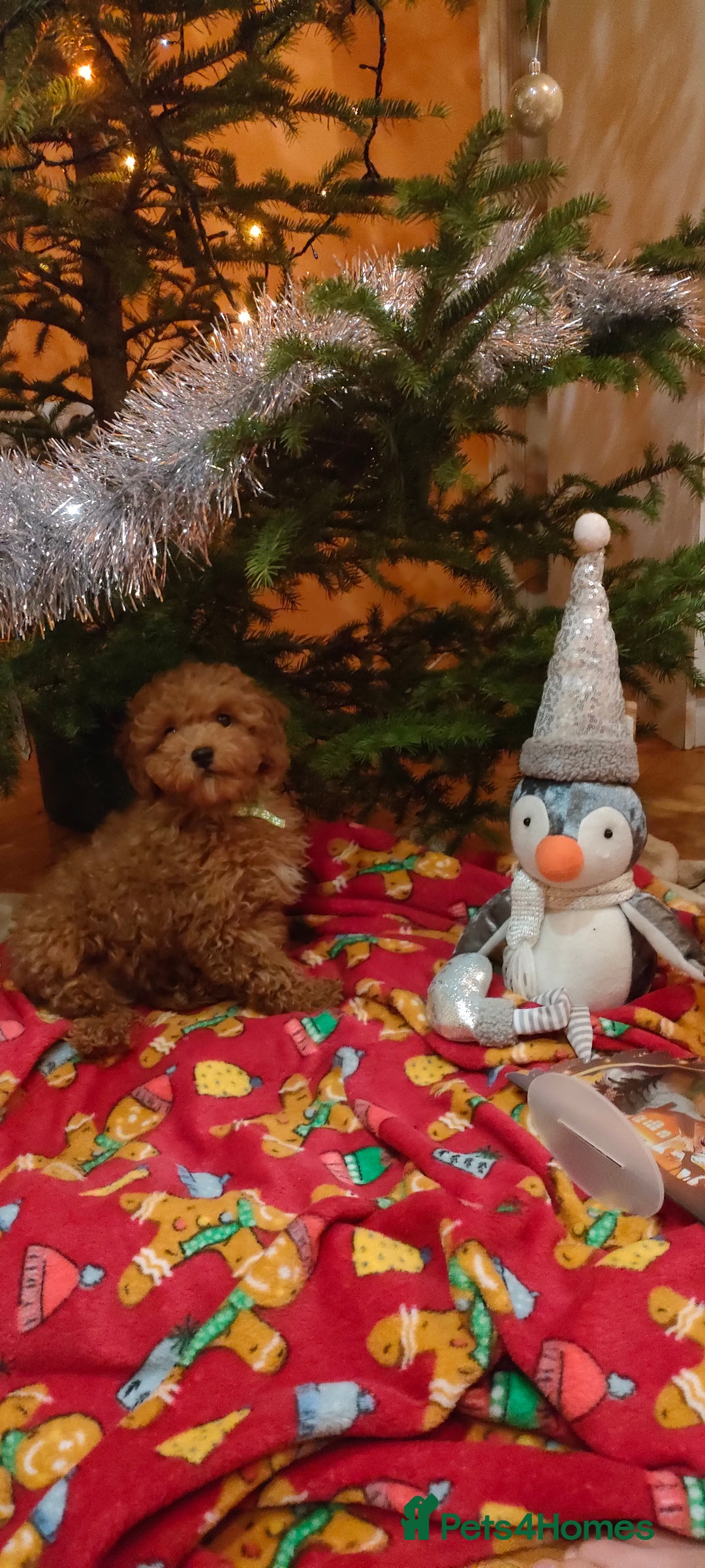 Miniature Poodle dogs for sale: ✨ Miniature Poodle Puppies for Reservation! ✨   - Advert 2