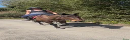 Irish Thoroughbred horses for sale: Super safe teenager dream horse  - Advert 28